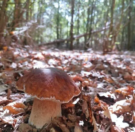 Apartamento Jürjens Hof Im Schlaubetal